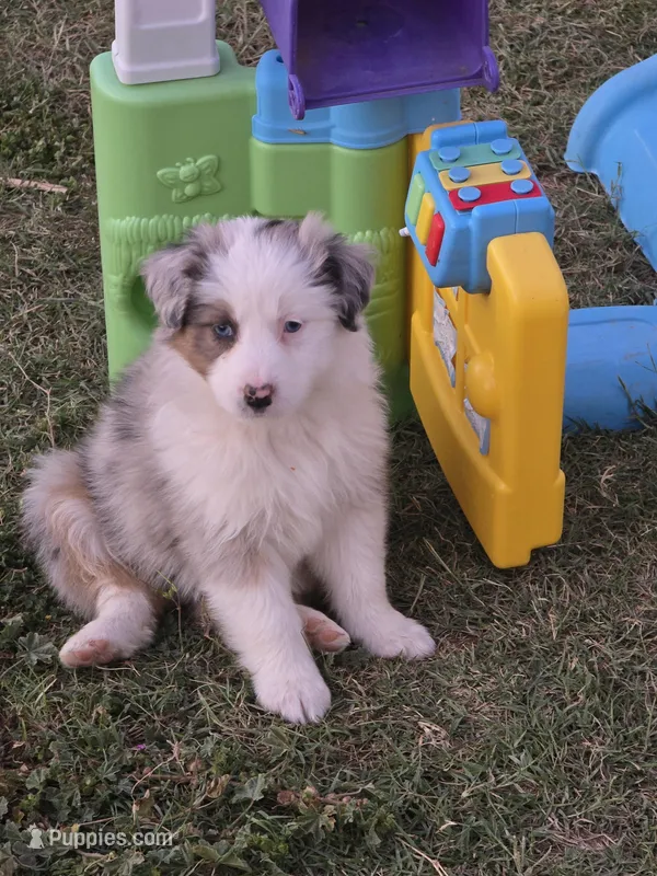 Layla – Australian Shepherd puppy for sale in Peoria, AZ