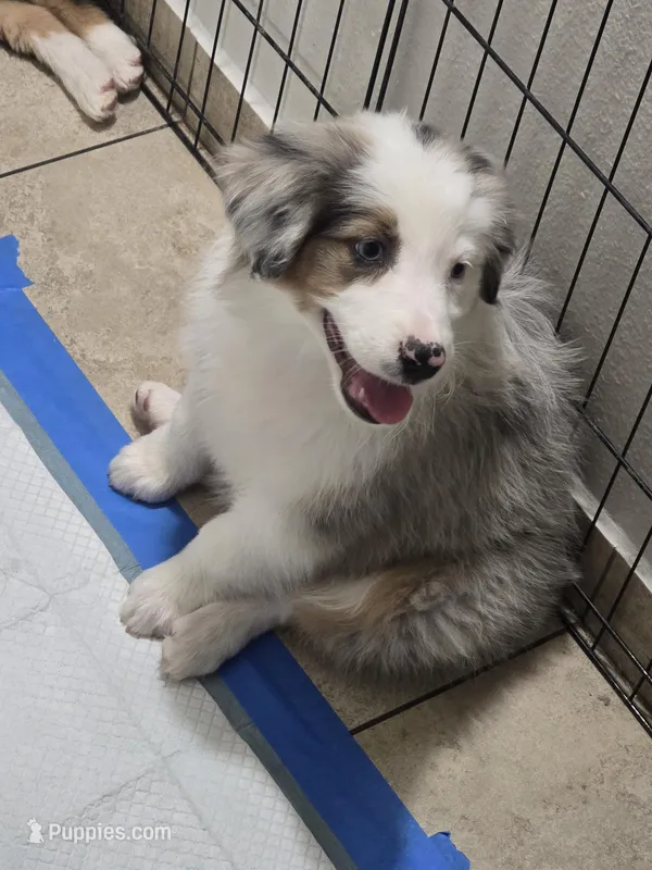 Layla – Australian Shepherd puppy for sale in Peoria, AZ