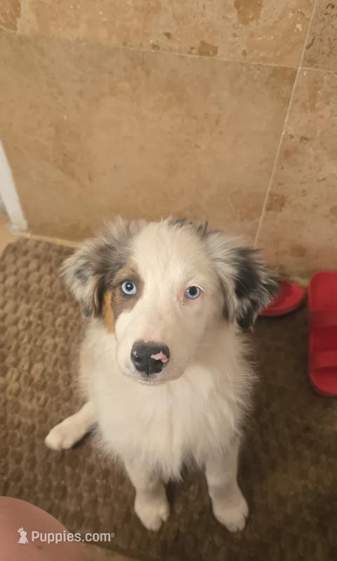 Layla – Australian Shepherd puppy for sale in Peoria, AZ