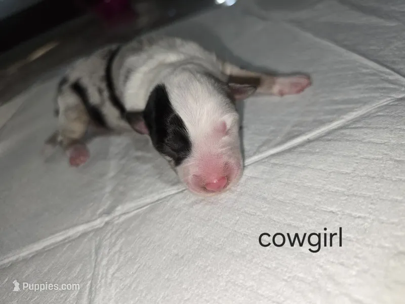 Cowgirl – Australian Shepherd puppy for sale in Peoria, AZ