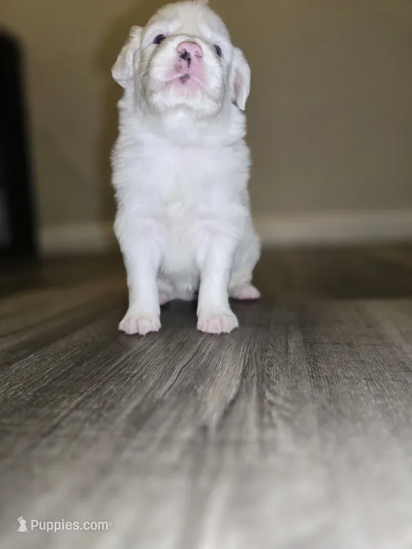 Smokey – Australian Shepherd puppy for sale in Peoria, AZ