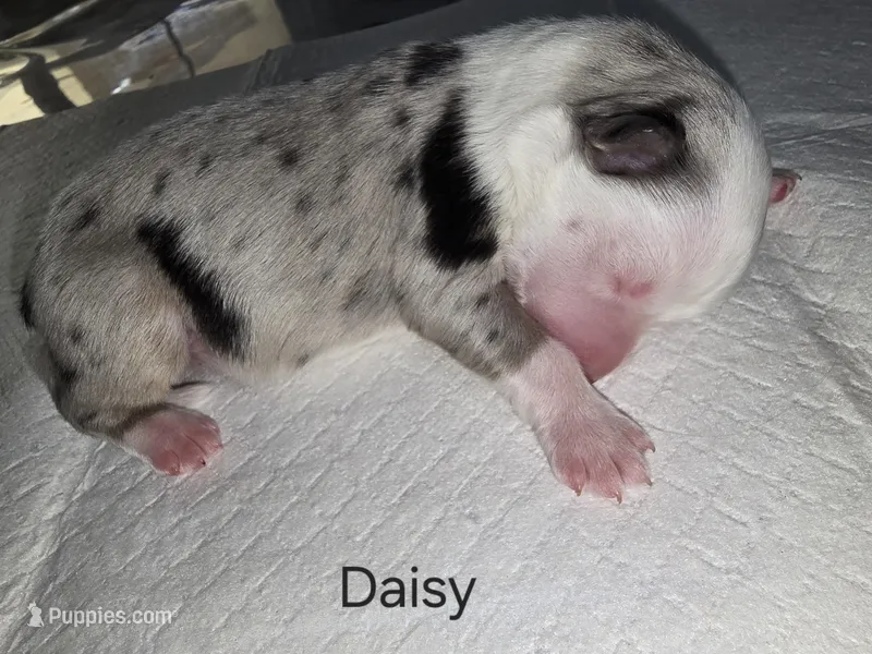 Daisy – Australian Shepherd puppy for sale in Peoria, AZ