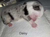 Daisy, a female Australian Shepherd for sale in Peoria, AZ – 1 of 4
