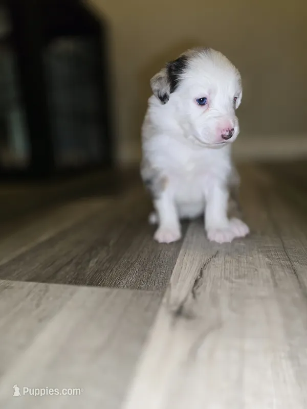Pebbles – Australian Shepherd puppy for sale in Peoria, AZ