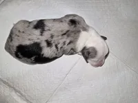 Luna, a female Australian Shepherd for sale in Peoria, AZ – 2 of 3