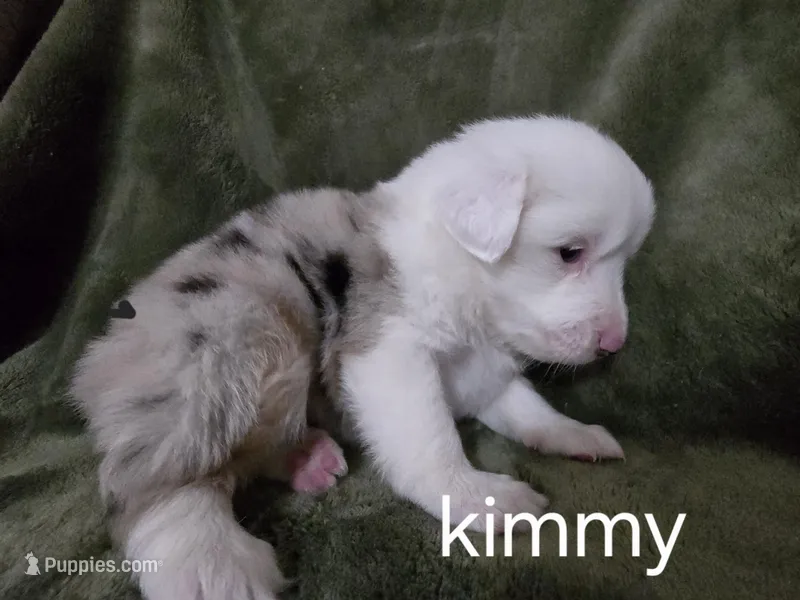 Kimmy, a female Australian Shepherd for sale in Peoria, AZ – Photo 1 of 1