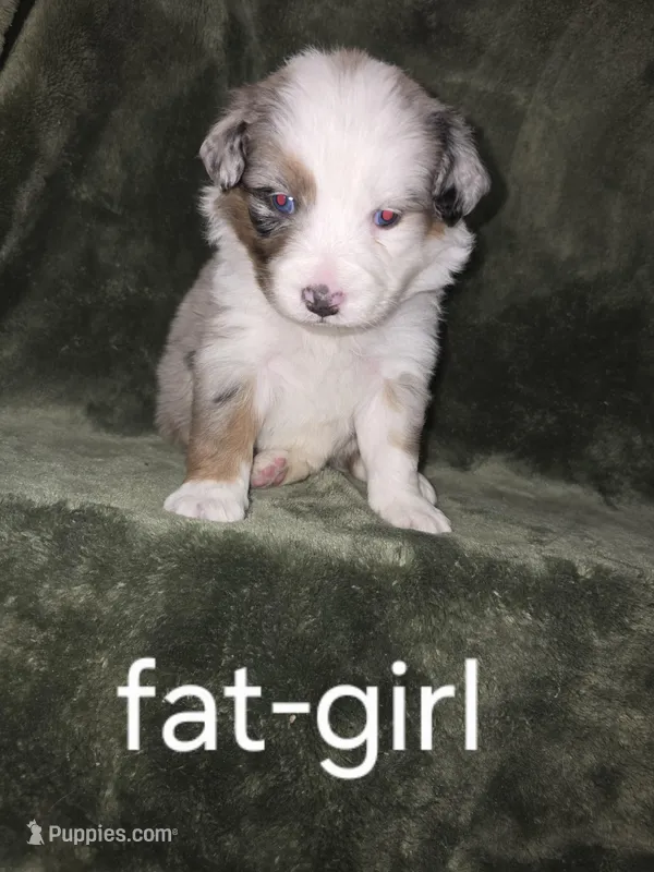 Fat girl , a female Australian Shepherd for sale in Peoria, AZ – Photo 1 of 1