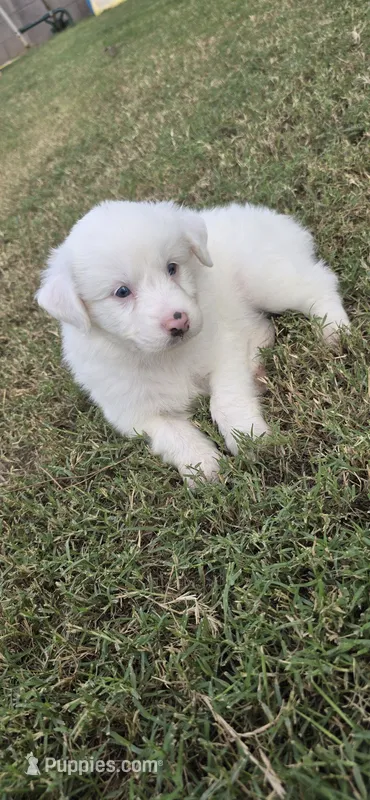 Asher – Australian Shepherd puppy for sale in Peoria, AZ