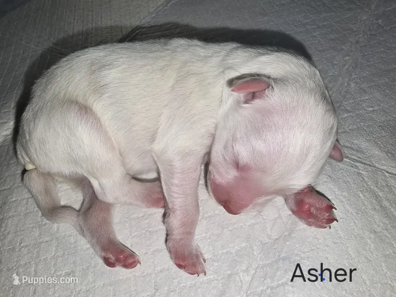Asher – Australian Shepherd puppy for sale in Peoria, AZ
