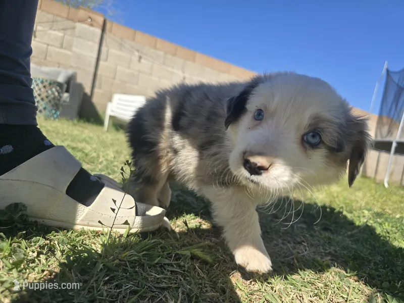 Ben – Australian Shepherd puppy for sale in Peoria, AZ