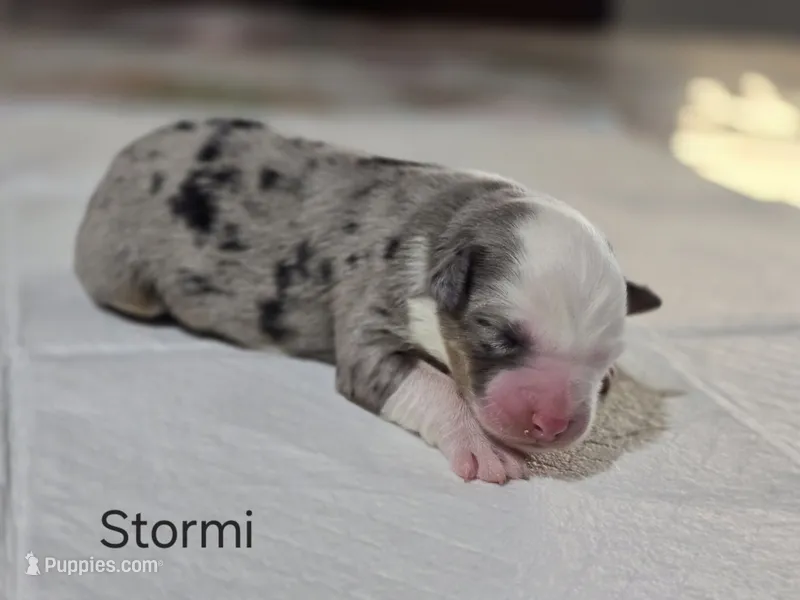 Stormi – Australian Shepherd puppy for sale in Peoria, AZ