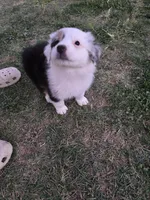 Panda , a female Australian Shepherd for sale in Peoria, AZ – Photo 7 of 8