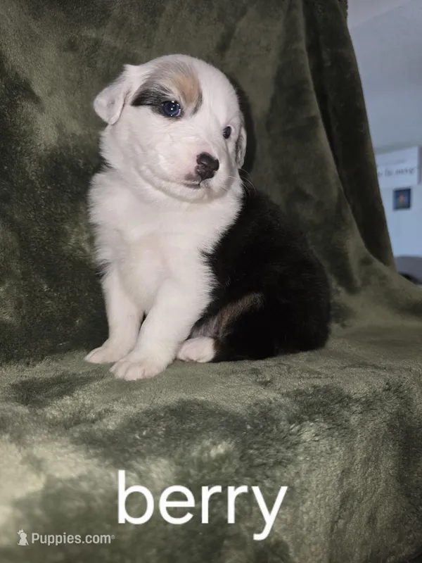 Berry girl, a female Australian Shepherd for sale in Peoria, AZ – Photo 1 of 1