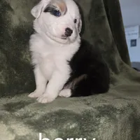 Panda , a female Australian Shepherd for sale in Peoria, AZ – Photo 2 of 3