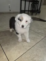Panda , a female Australian Shepherd for sale in Peoria, AZ – Photo 3 of 3