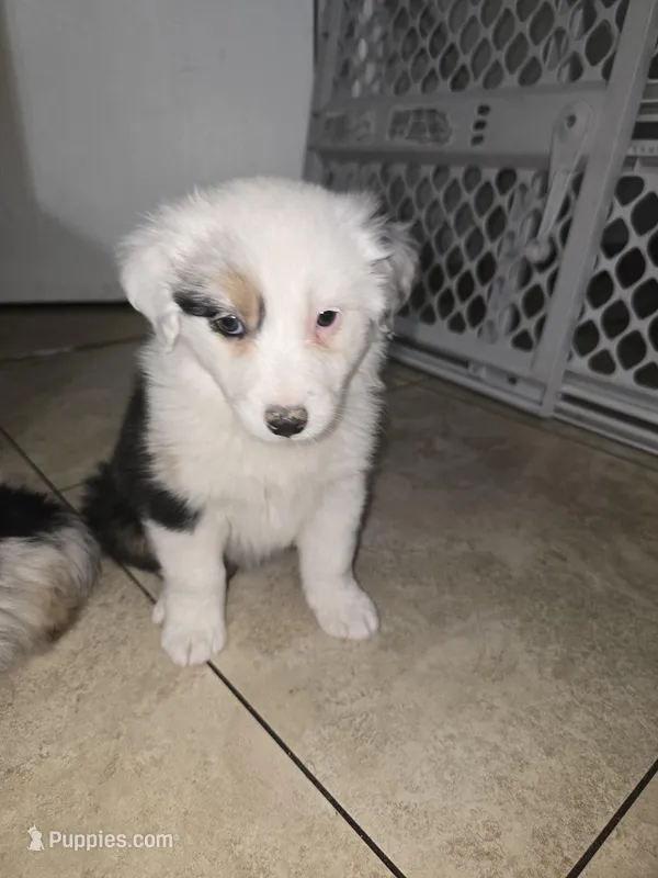 Panda  – Australian Shepherd puppy for sale in Peoria, AZ