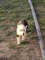 Panda , a female Australian Shepherd for sale in Peoria, AZ – Photo 6 of 8