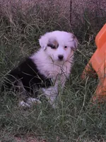 Panda , a female Australian Shepherd for sale in Peoria, AZ – Photo 5 of 8