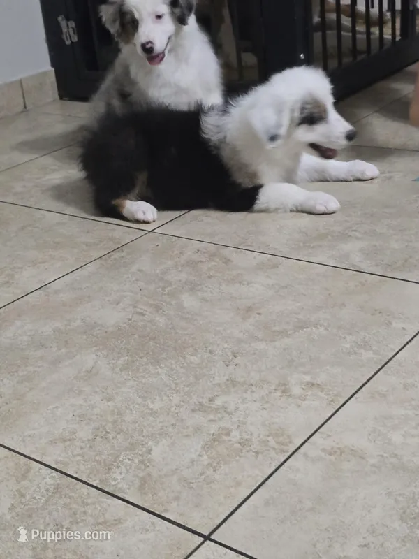Panda  – Australian Shepherd puppy for sale in Peoria, AZ