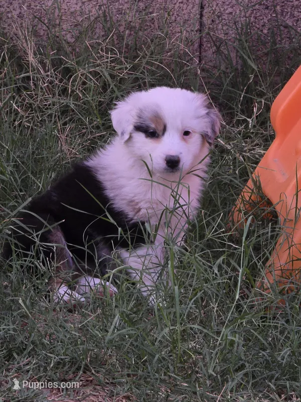Panda  – Australian Shepherd puppy for sale in Peoria, AZ