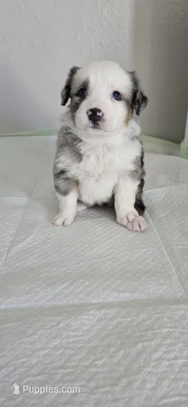 Stormi – Australian Shepherd puppy for sale in Peoria, AZ