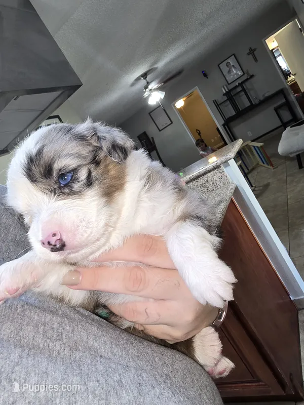 Luna – Australian Shepherd puppy for sale in Peoria, AZ