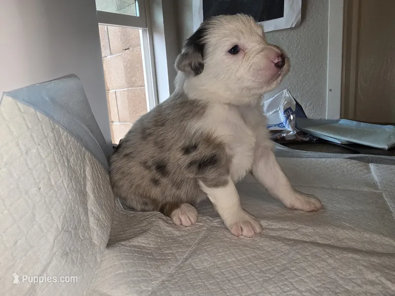 Pebbles – Australian Shepherd puppy for sale in Peoria, AZ