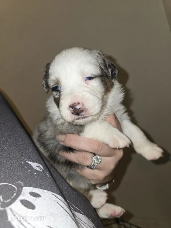 Stormi – Australian Shepherd puppy for sale in Peoria, AZ