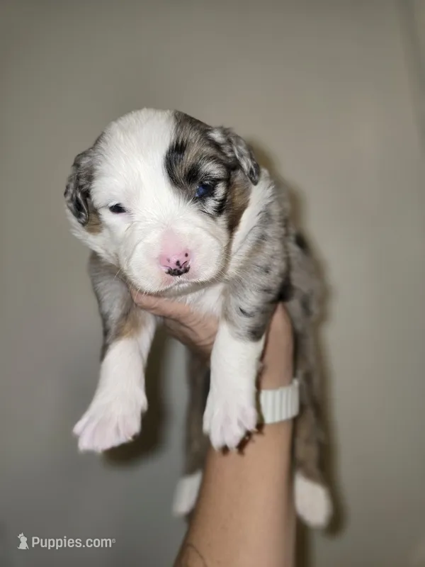 Luna – Australian Shepherd puppy for sale in Peoria, AZ