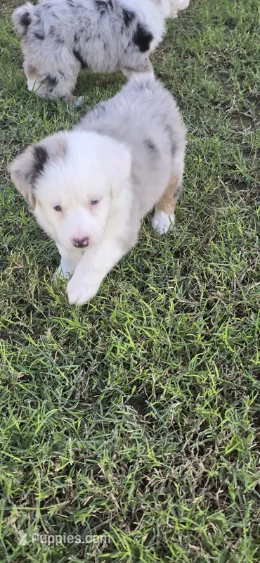 Pebbles – Australian Shepherd puppy for sale in Peoria, AZ