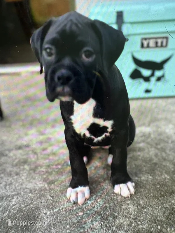 Girl 3 , a female Boxer for sale in De Leon Springs, FL – Photo 1 of 1
