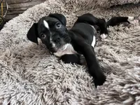 Boy 3, a male Boxer for sale in De Leon Springs, FL – Photo 3 of 3