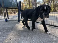 Boy 3, a male Boxer for sale in De Leon Springs, FL – Photo 1 of 3