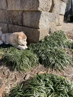 Willow, a female Siberian Husky and Labrador Retriever for sale in Louisville, GA – Photo 2 of 4