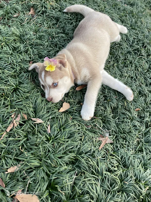 Willow, a female Siberian Husky and Labrador Retriever for sale in Louisville, GA – Photo 1 of 4