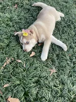 Willow, a female Siberian Husky and Labrador Retriever for sale in Louisville, GA – Photo 1 of 4