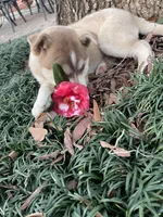Willow, a female Siberian Husky and Labrador Retriever for sale in Louisville, GA – Photo 3 of 4
