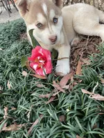 Willow, a female Siberian Husky and Labrador Retriever for sale in Louisville, GA – Photo 4 of 4
