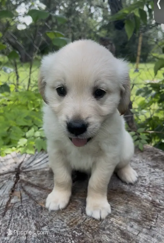 Gandalf – Golden Retriever puppy for sale in San Marcos, TX