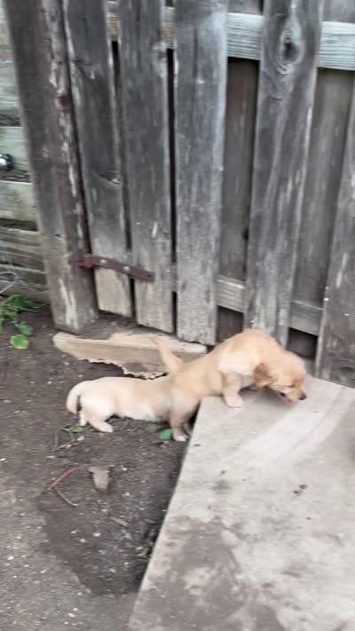 Gandalf, a male Golden Retriever for sale in San Marcos, TX – 2 of 3