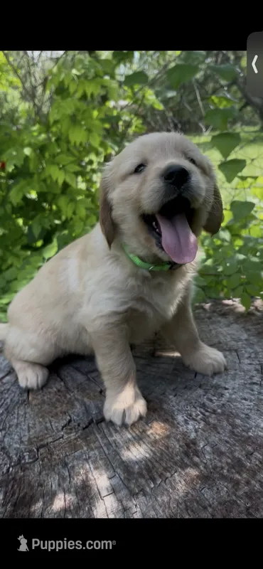 Frodo – Golden Retriever puppy for sale in San Marcos, TX
