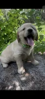 Frodo, a male Golden Retriever for sale in San Marcos, TX – 1 of 1