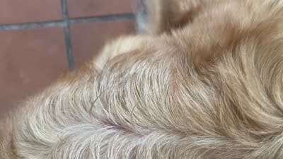 Gandalf, a male Golden Retriever for sale in San Marcos, TX – 3 of 3