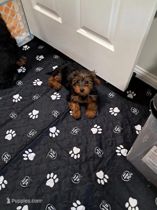 Boy 1 – Yorkipoo puppy for sale in Jonesborough, TN