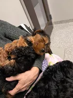 Boy 1, a male Yorkipoo for sale in Jonesborough, TN – Photo 7 of 7