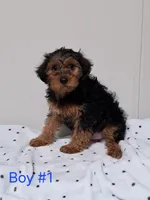 Boy 1, a male Yorkipoo for sale in Jonesborough, TN – Photo 3 of 7