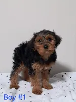 Boy 1, a male Yorkipoo for sale in Jonesborough, TN – Photo 5 of 7