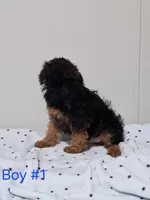 Boy 1, a male Yorkipoo for sale in Jonesborough, TN – Photo 4 of 7