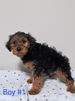 Boy 1, a male Yorkipoo for sale in Jonesborough, TN – Photo 6 of 7
