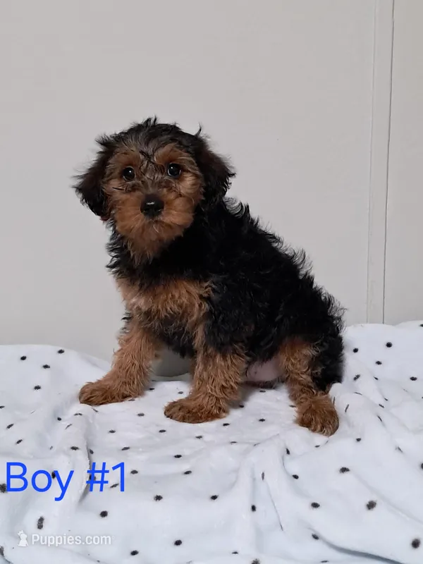 Boy 1 – Yorkipoo puppy for sale in Jonesborough, TN